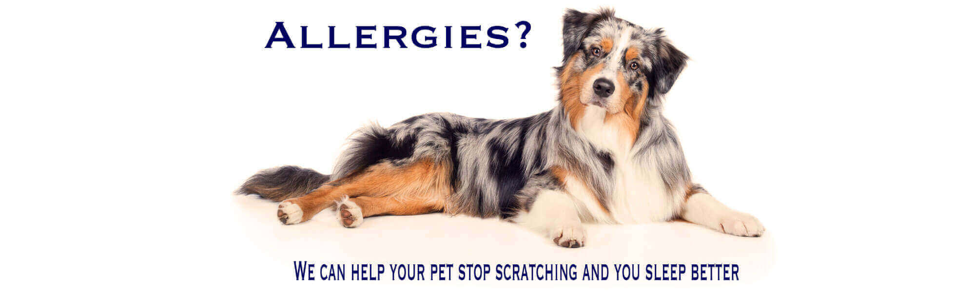 Dog Allergies Header